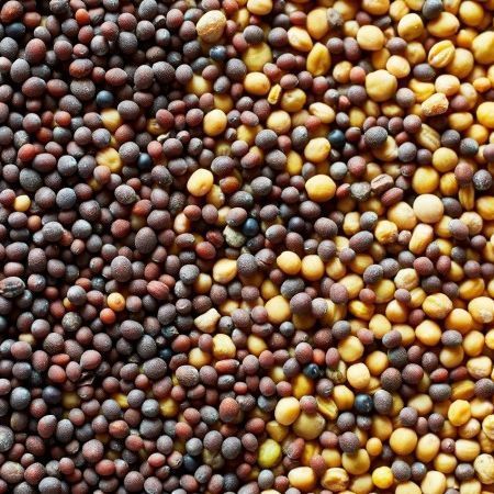 Mix%20Mustard%20Seeds/%20Sorisa/%20Sorisha%20Dana%20(Red%20+%20White)-%20100%20gm%20-%20Image%203