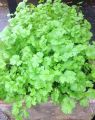 Vermi compost Premium Fertilizer (Kecho Shar) 1 Kg 100% Organic Re-Pack.