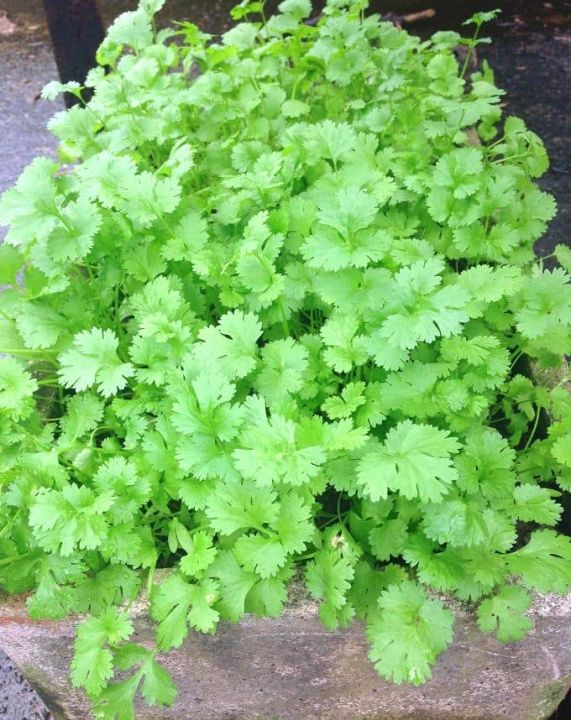 Vermi%20compost%20Premium%20Fertilizer%20(Kecho%20Shar)%201%20Kg%20100%25%20Organic%20Re-Pack%20-%20Image%202
