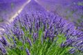 Lavender Flower/ ল্যাভেন্ডার Seeds/বীজ- ২০ পিস. 