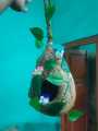 NEW BIG Hanging Babui Pakhir Basha with Birds & Plastic Plant – Natural Look Bird Nest Décor 15" Home & Garden Decoration. 