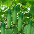 Perennial Cucumber 80+ Seeds - Perennial Cucumber Seeds - 1pack.
