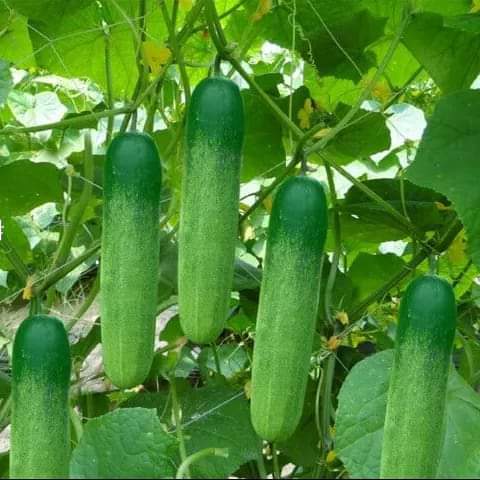Perennial Cucumber 80+ Seeds - Perennial Cucumber Seeds - 1pack