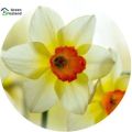 20 Pcs Natural Daffodil Flower Seeds  - 20 Pcs Seeds. 
