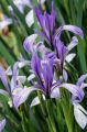 Iris / আইরিশ ফুলের বীজ - 20/40 pcs Iris lactea Flower Mixed Color Seed All Season.