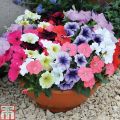 All Season Global Mix Petunia - 35+ Seeds.