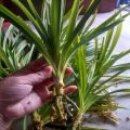 Polao Pata Small Pandan Tree Plant ( গাছের চাড়া ). 