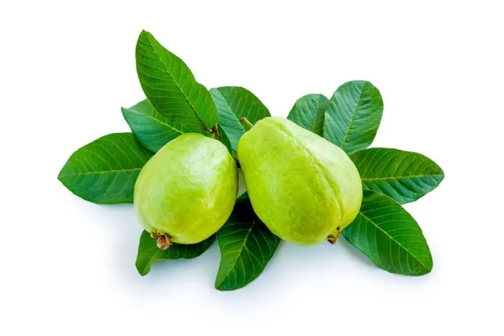 Indispensable%20-%20Hybrid%20Guava%20(pear)%20Fruit%20Seeds%20-%2020%20Pieces.%20Barisailla%20kaji%20peyara%20bij.%20-%20Tools,%20DIY%20&%20Outdoor%20-%20Modern%20and%20Trendy%20-%20Image%206