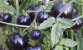 Black Tomato Seeds - 15 Seeds 99tk.
