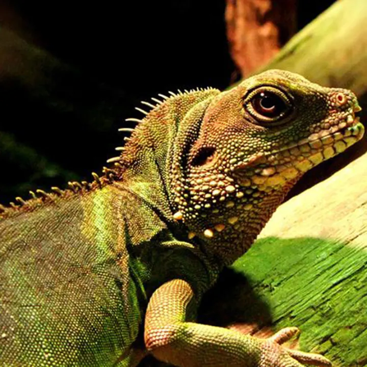 Pet%20Reptile%20Far%20Infrared%20Ceramic%20Heating%20Lamp%20Heat%20Emitter%20Light%20Bulb%20-%20Image%203