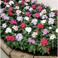 Rare Mixed colour Noyontara/Vinca Flower seeds  - 20 pcs seeds. 