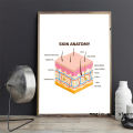 Face Anatomy,The Human Skin ,lip ,hair Anatomy Muscle Detailed Medical Art Poster Canvas Painting Wall Print Picture Home Decor. 