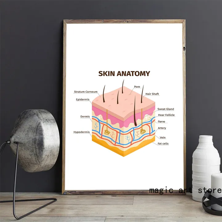 Face%20Anatomy,The%20Human%20Skin%20,lip%20,hair%20Anatomy%20Muscle%20Detailed%20Medical%20Art%20Poster%20Canvas%20Painting%20Wall%20Print%20Picture%20Home%20Decor%20-%20Image%203