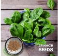 Palak Seeds Kitchen Garden Spinach Vegetable Seeds(Pack Of 100 Seeds).