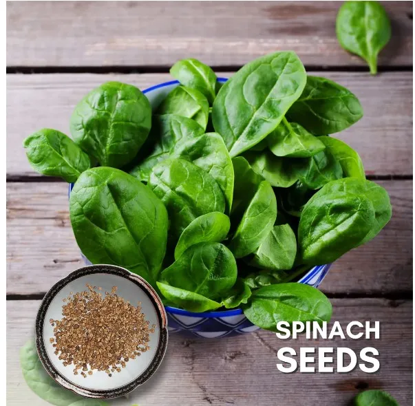Palak%20Seeds%20Kitchen%20Garden%20Spinach%20Vegetable%20Seeds(Pack%20Of%20100%20Seeds)%20-%20Image%202