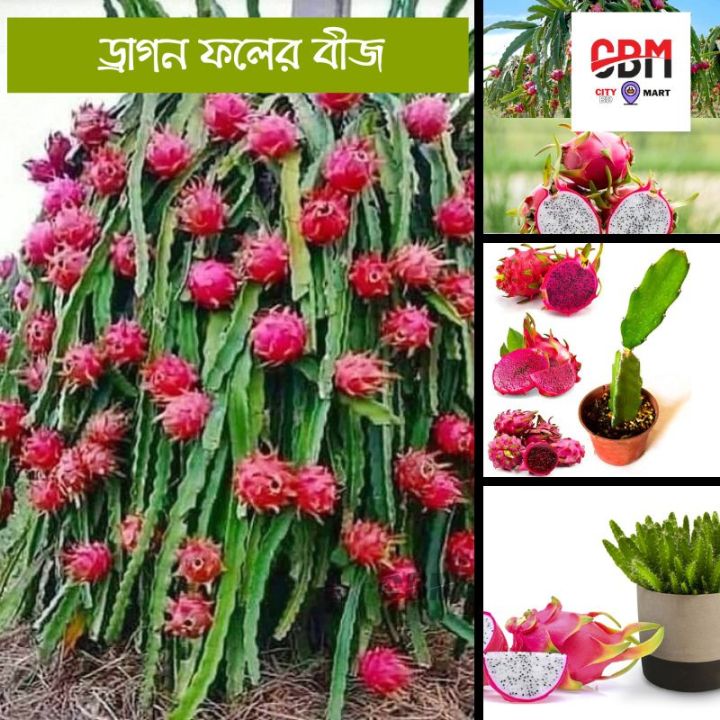 Dragon%20Fruits%20Hybrid%20Seeds%2015%20Pcs%20-%20CityBD%20Mart%20Fruit%20seeds%20-%20%E0%A6%A1%E0%A7%8D%E0%A6%B0%E0%A6%BE%E0%A6%97%E0%A6%A8%20%E0%A6%AB%E0%A6%B2%E0%A7%87%E0%A6%B0%20%E0%A6%AC%E0%A7%80%E0%A6%9C%20-%20Image%206