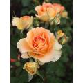 Rare Peach Colour Giant Roses Flower 20 Pcs Seeds. 