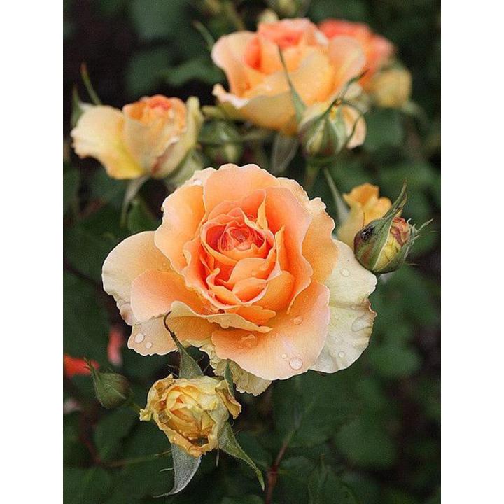 Rare Peach Colour Giant Roses Flower 20 Pcs Seeds