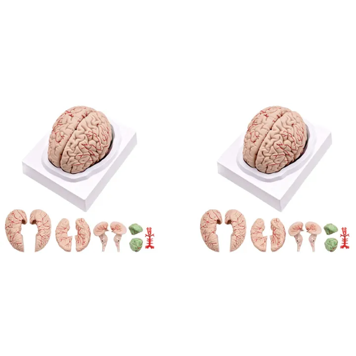 2X Human Brain,Life Size Human Brain Anatomy Model with Display Base ...