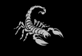 Scorpion sticker for bike. 