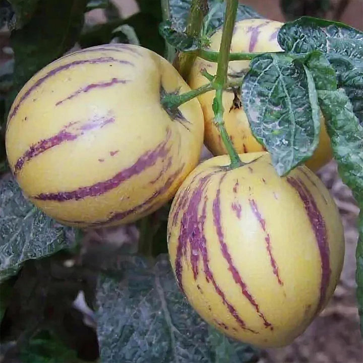 Testy%20Pepino%20Melon%20Pear%20Seeds%20-%2015+%20Seeds%20Exotic%20Fruit%20Seeds%20-%20Image%203