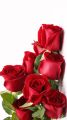 Climbing Red Rose Flower Seeds - 20 Pcs Seeds (Imported Seeds). 