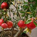 Organci Giant Red Bonsai Vedana Seeds - 20 Pcs Seeds.
