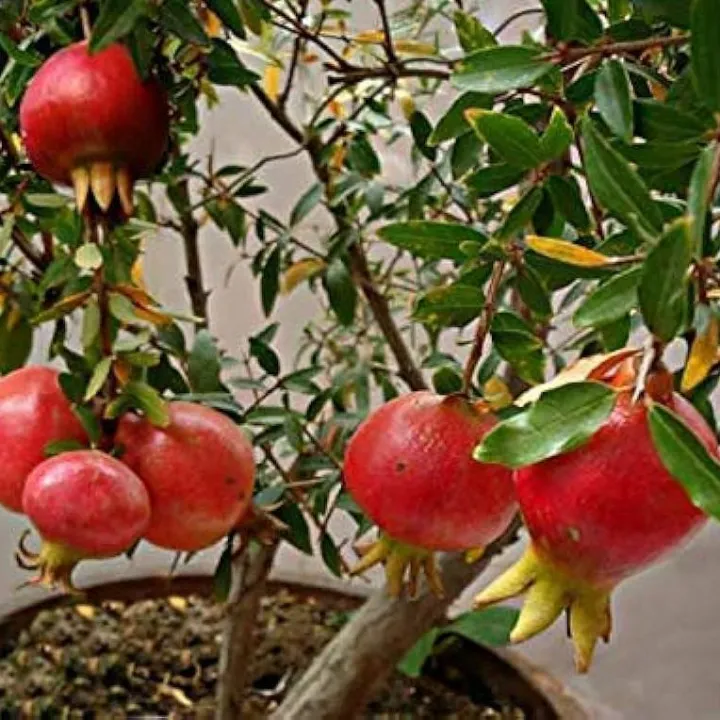 Organci%20Giant%20Red%20Bonsai%20Vedana%20Seeds%20-%2020%20Pcs%20Seeds%20-%20Image%203