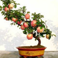 Apple Bonsai Tree Seeds -15 Pcs (Global Seeds). 