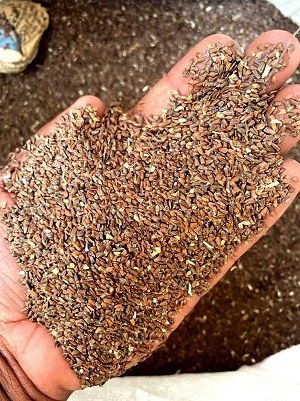 Marsh%20barbel%20seeds-Talmakhna%20dana%20250gm%20-%20Image%203