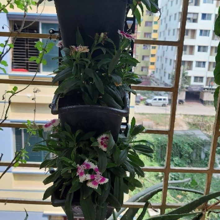 2%20set%20of%20Vertical%20Plastic%20Flower%20planter%20Tub%20with%20wall%20mounted%20stand%20and%206%20pockets%20Pots,%20Wall%20Hanging%20planting%20Pots%20-%20Image%203