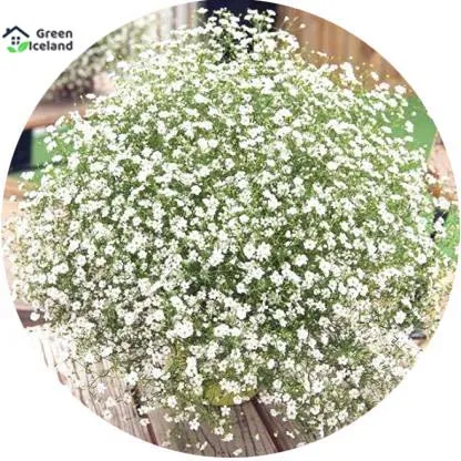 Natural%20Gypsy%20Flower%20Seeds%20(?????%20?????%20???)%20-%2050%20Pcs%20Seeds%20-%20Image%202