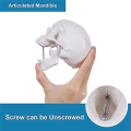 Mini Human Skull Model, 3 Parts Anatomical Skull Model with Removable Skull Cap and Articulated Mandible Durable White.