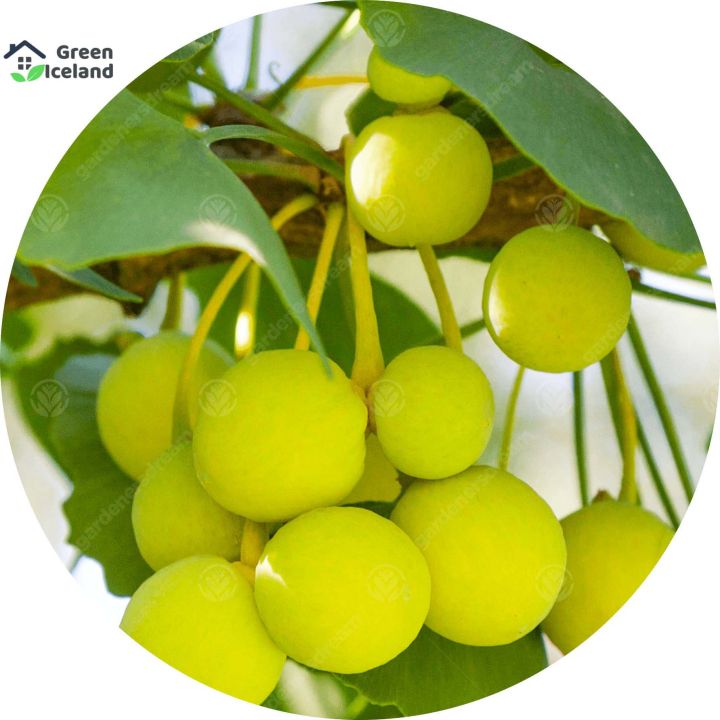 Organic%20Ginkgo%20Biloba%20Bonsai%20Seeds%20-%205%20Pcs%20Seeds%20-%20Image%203