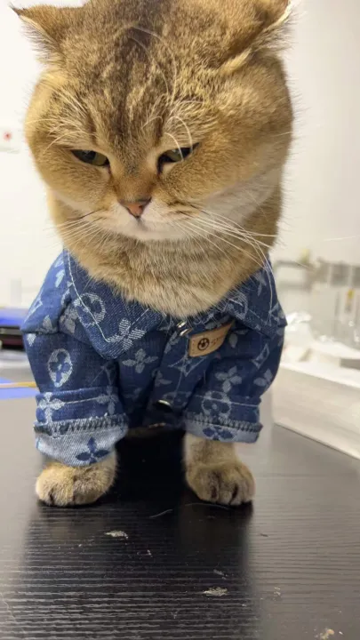 Pet%20denim%20shirt,%20large%20dog%20with%20golden%20fur,%20expensive%20Samo%20puppy%20clothing,%20teddy%20bear,%20Pomeranian%20autumn%20and%20winter%20thick%20fashion%20label%20-%20Image%204