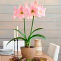 Amaryllis Lily Flower - 01/02/03 pcs Mature Bulb -  মিক্সড কালার  এমারিলিস ফুলের ম্যাচিউরড বাল্ব বা কন্দ - ০১/০২/০৩ পিচ. 