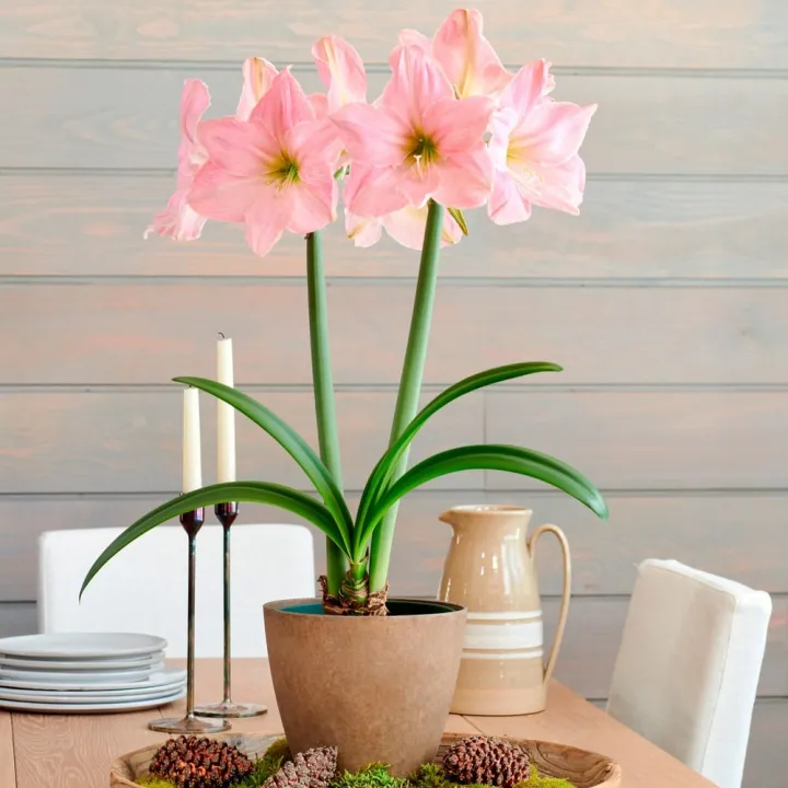 Amaryllis%20Lily%20Flower%20-%2001/02/03%20pcs%20Mature%20Bulb%20-%20%20%E0%A6%AE%E0%A6%BF%E0%A6%95%E0%A7%8D%E0%A6%B8%E0%A6%A1%20%E0%A6%95%E0%A6%BE%E0%A6%B2%E0%A6%BE%E0%A6%B0%20%20%E0%A6%8F%E0%A6%AE%E0%A6%BE%E0%A6%B0%E0%A6%BF%E0%A6%B2%E0%A6%BF%E0%A6%B8%20%E0%A6%AB%E0%A7%81%E0%A6%B2%E0%A7%87%E0%A6%B0%20%E0%A6%AE%E0%A7%8D%E0%A6%AF%E0%A6%BE%E0%A6%9A%E0%A6%BF%E0%A6%89%E0%A6%B0%E0%A6%A1%20%E0%A6%AC%E0%A6%BE%E0%A6%B2%E0%A7%8D%E0%A6%AC%20%E0%A6%AC%E0%A6%BE%20%E0%A6%95%E0%A6%A8%E0%A7%8D%E0%A6%A6%20-%20%E0%A7%A6%E0%A7%A7/%E0%A7%A6%E0%A7%A8/%E0%A7%A6%E0%A7%A9%20%E0%A6%AA%E0%A6%BF%E0%A6%9A%20-%20Image%202