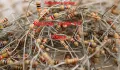 50Pcs- 220K Resistor 5% 220K Ohm Resistor Carbon Film 220K Resistors 1/4W Resistance 0.25 Watt 5% Tolerance Fixed Resistor 220K 2 Pin Leads. 