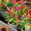 All Season Color Ornamental Chili Seeds - 30+ Pcs Seeds.