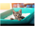 Cat Litter Box With Scop Small Size-PARTEX. 
