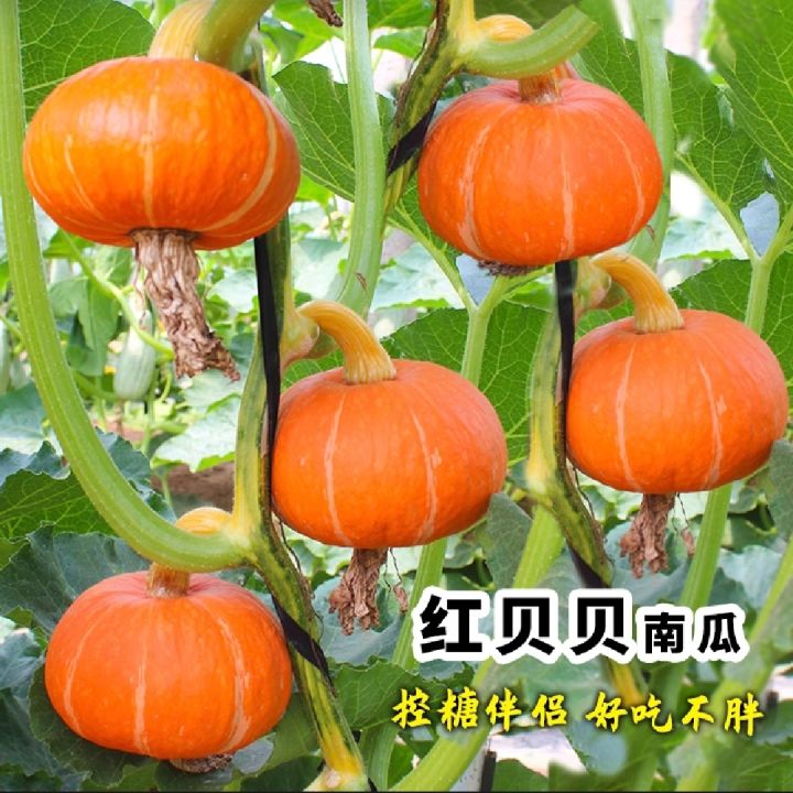 Organic%20Japanese%20Sweet%20Yellow%20Pumkin%2010+%20Seeds%20All%20Season%20-%20Image%205