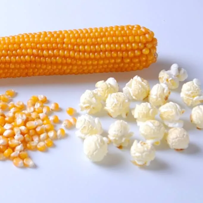 Pop%20Corn%20Bhutta%20(Pop%20Corn)-%201kg%20-%20Image%203