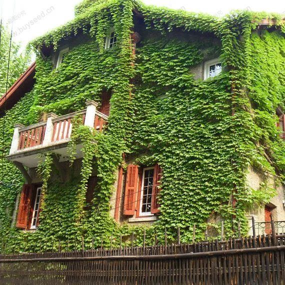 10%20Seeds%20Climbing%20Creeper%20Plants%20Outdoor%20Wall%20Decor%20Seeds%20Green%20-%2010Pcs%20-%20Image%203