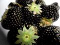 Bonsai fruit Black Strawberries Strawberry Seeds Fruits Rare garden decoration plant 20pcs. 