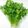 Thai Anti-Heat Parsley Bonsai Seasons Garden Coriander 50Pcs Seeds.