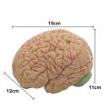 Human Brain Model Simulation 8-Part PVC Life-size Anatomy Teaching Tool for Classroom. 