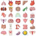 65Pcs Cartoon Human Body Organ Stickers Waterproof Sticker Anatomy Map Decals for Water Bottle Laptop Luggage Phone Kids Toys.