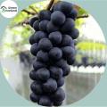 Black Finger Grape Seeds -20 Pcs Seeds. 