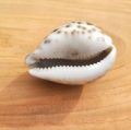 Artificial  Shell for Jewelry Making Craft Decoration Big Size Half Shape Spiral Shell | Aquarium Decoration sea shamukh 3 inch. 