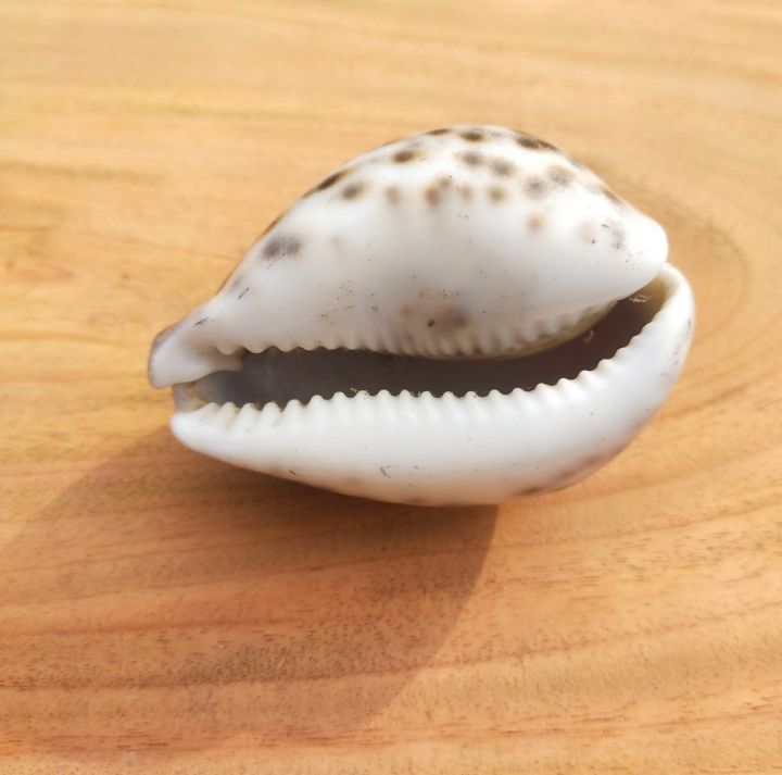 Artificial%20%20Shell%20for%20Jewelry%20Making%20Craft%20Decoration%20Big%20Size%20Half%20Shape%20Spiral%20Shell%20%7C%20Aquarium%20Decoration%20sea%20shamukh%203%20inch%20-%20Image%205